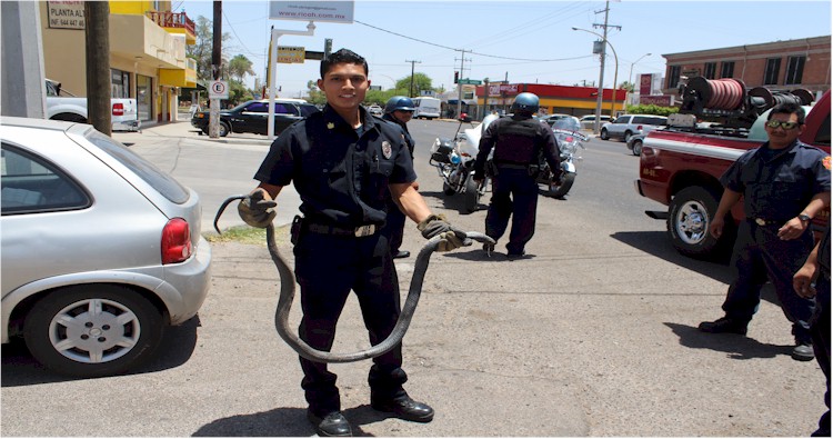 Viboras en el centro de Ciudad Obregn - Foto 3